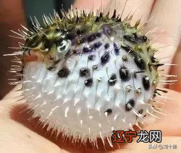 侠义上的“象”指的是“天和地”