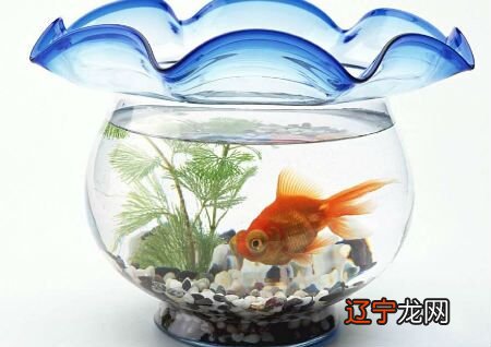 一下风水堂:养鱼之前，不适合养鱼