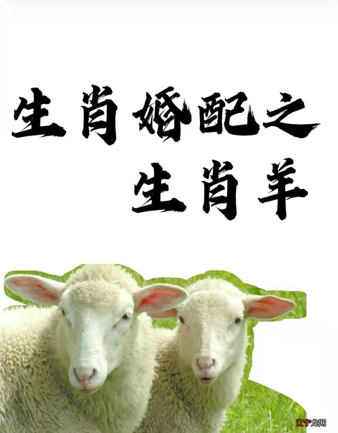 你知道属羊人和什么属相爱侣吗?+女狗的属相