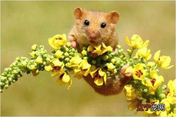 组图 属鼠月出生的鼠宝宝各有什么特点?