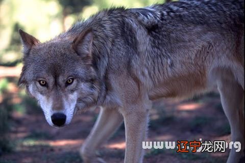 风水堂:周公解梦梦见被狼追