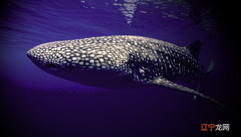 伊克风水堂：梦见跟鱼相关的梦