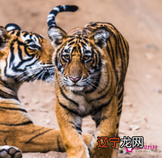 2022属虎女孩简单好听名字字琳——人如其名