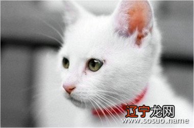 风水堂：梦见猫和蛇的区别