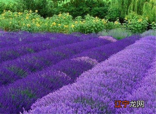 中华民族历史优,传统文化流传久,炎黄子孙代代传人人承