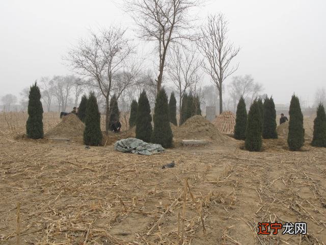 祖坟风水：墓地上种几颗松树好？避开4棵就行了