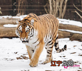 属虎属虎的人,属虎2022年运势及运程详解