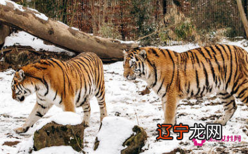 属虎属虎的人,属虎2022年运势及运程详解