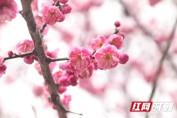 南怀瑾老师:梅花圣手真名叫肖衍四,大都人荒野