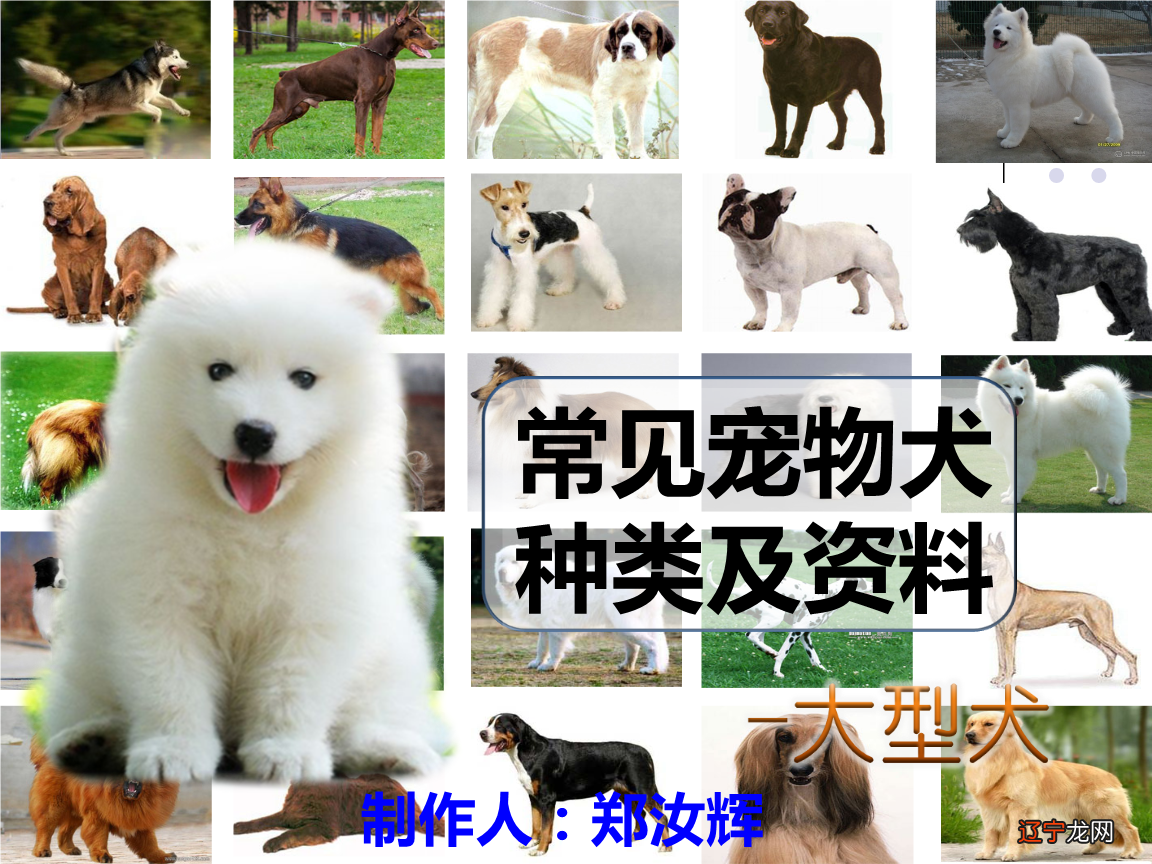 属狗人2018年总体运势及运程1946年、1970年