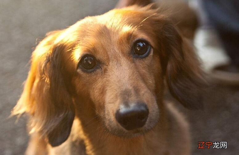 属狗人2018年总体运势及运程1946年、1970年