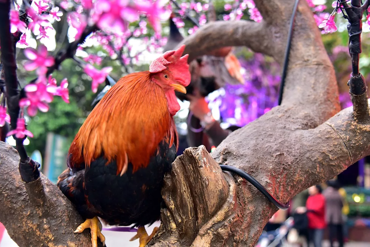 属鸡的女生和什么属相最般配?女生肖鸡最不配