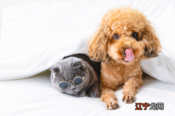 1958年属什么生肖人命运查询属相为哪般