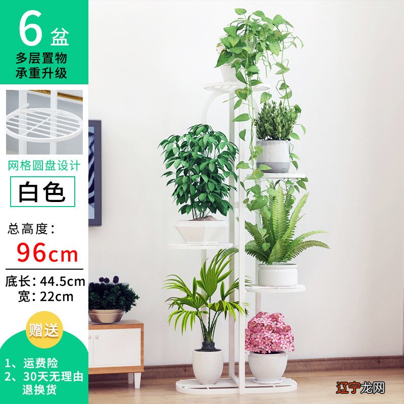 室内植物的风水摆放,让你的空间更健康!