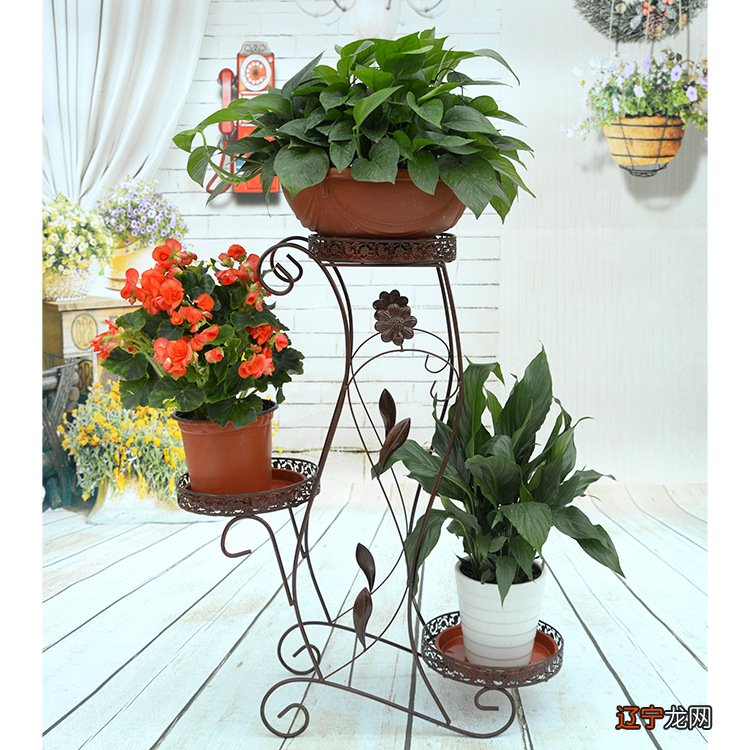 室内植物的风水摆放,让你的空间更健康!