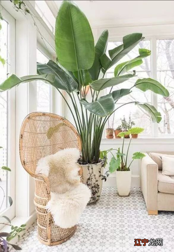 室内植物的风水摆放,让你的空间更健康!