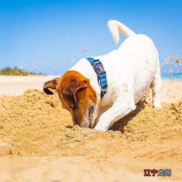 2018年属于什么狗年呢？这年出生又拥有什么命呢