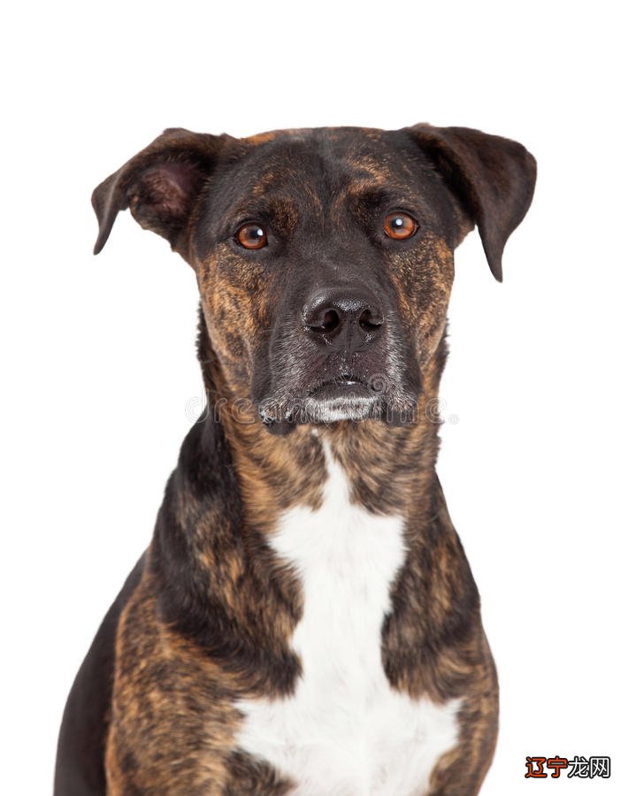 2018年属于什么狗年呢？这年出生又拥有什么命呢