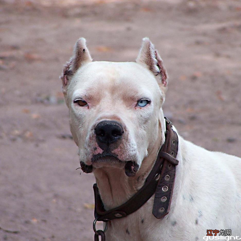 2018年属于什么狗年呢？这年出生又拥有什么命呢