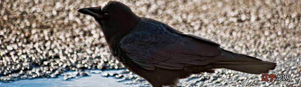 如果你曾经被说成是鸟人,也许并不像你想象的那么无礼