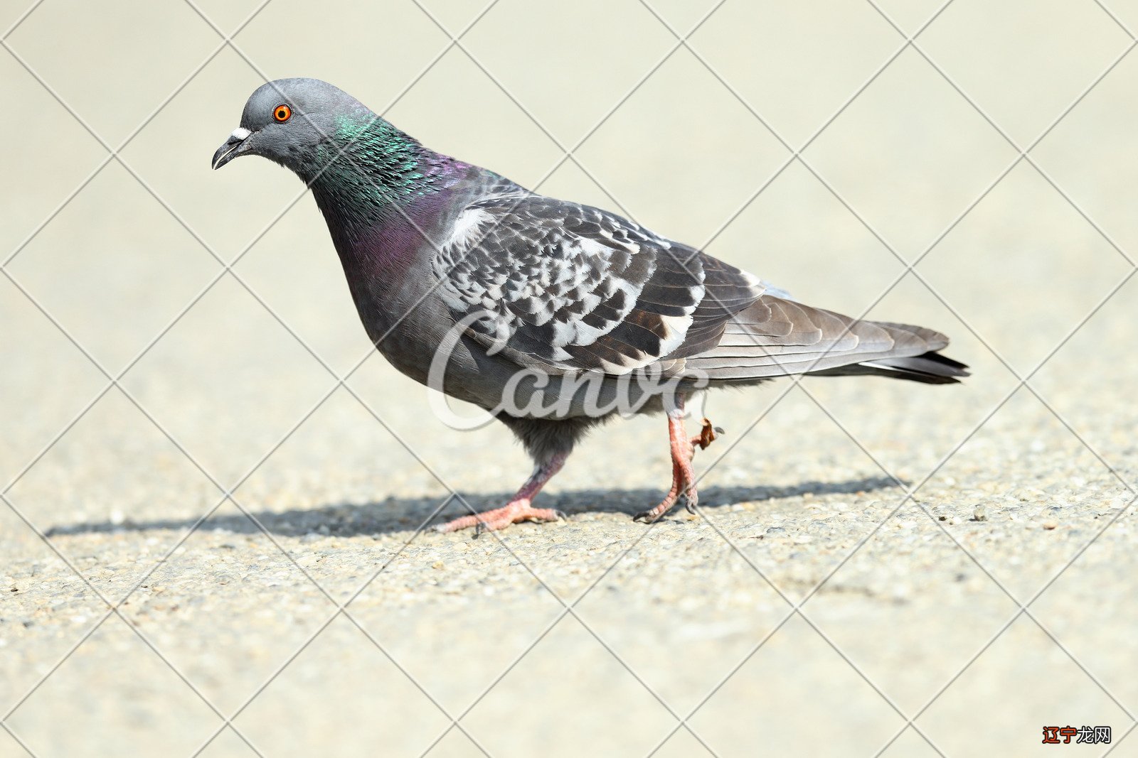 如果你曾经被说成是鸟人,也许并不像你想象的那么无礼