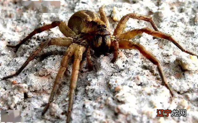 邵夫子为你揭秘：梦见蜘蛛的六大禁忌