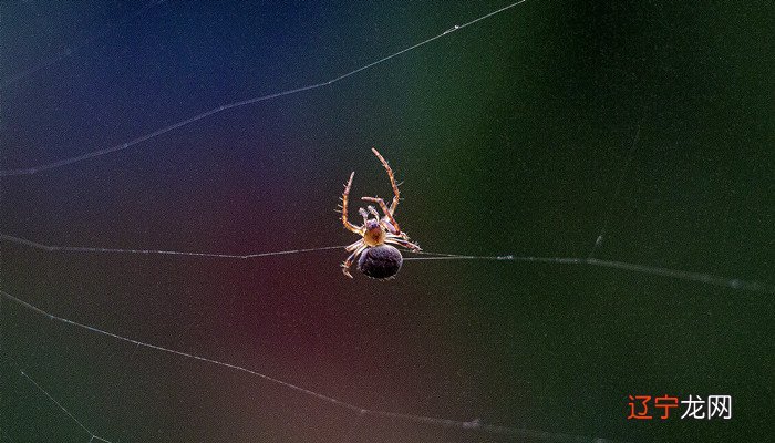 邵夫子为你揭秘：梦见蜘蛛的六大禁忌