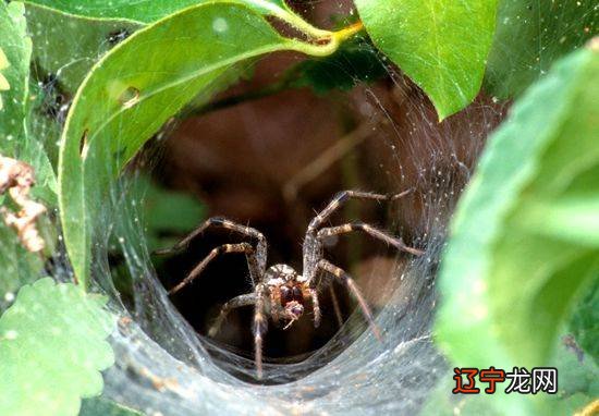邵夫子为你揭秘：梦见蜘蛛的六大禁忌