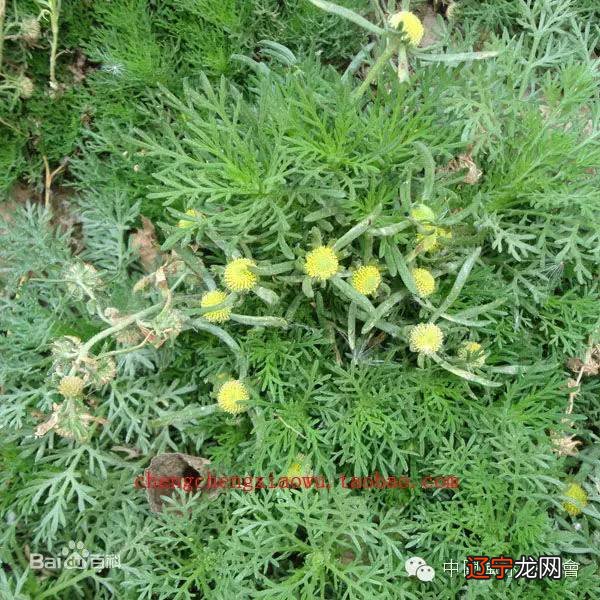 【李向东】古时之以蓍草，方法十分繁复，灵验！