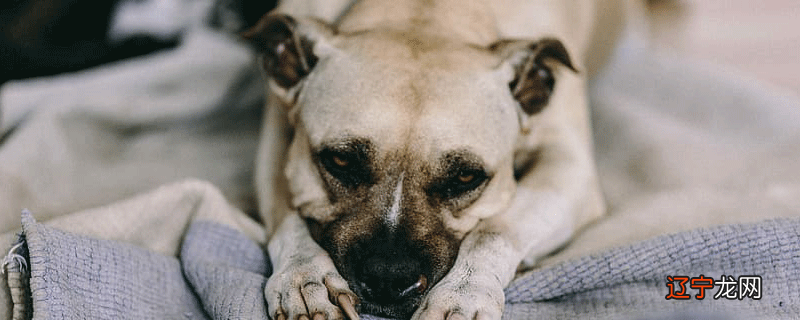 2021年属狗的佩戴什么生肖好 2021年属狗带什么吉祥物