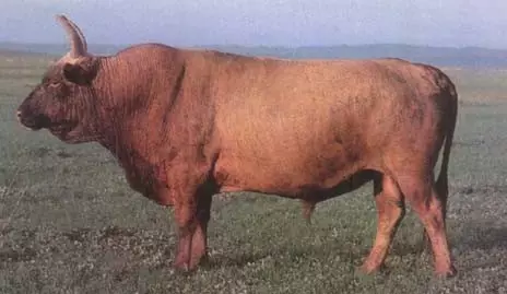 牛年属相龙的破太岁吗?2021,你知道这是怎么回事?