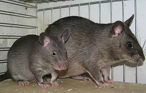 3、男属猪,女属鼠,生什么生肖的孩子比较好?晚一点的.谢谢.