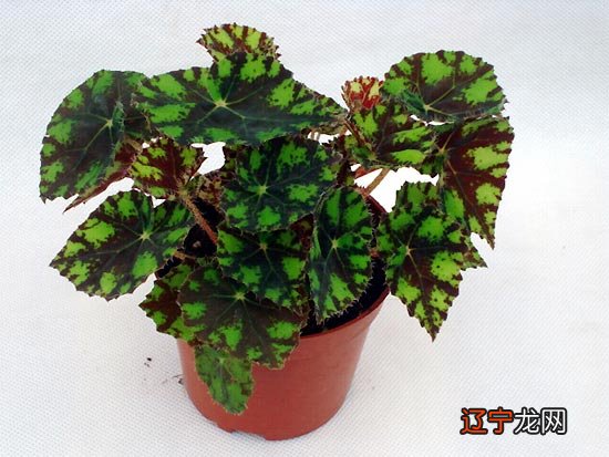 - 水象星座的桃花卧室星座桃花