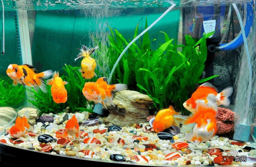 什么颜色的鱼能够带旺家中的运势？风水知识大全