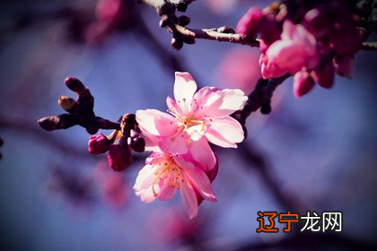 风水堂:2011年交桃花运还是犯桃花煞呢