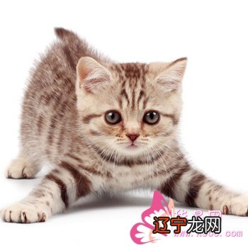 风水堂:女人梦见养猫,预示爱情上要失意