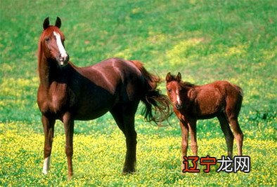 组图 1.3万阅字体：属马人2019年运势及运程