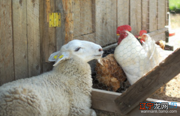 羊和鸡婚配怎么样的生肖羊与鸡的属相合不合