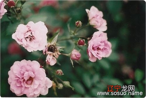 风水堂:梦见自己脱皮是什么预兆