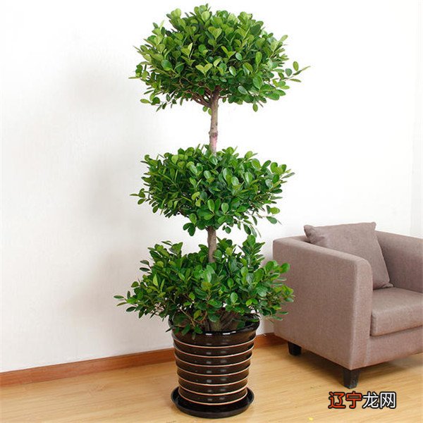 民间流传属相合婚方法，合婚方法对想结婚的男女有什么参考价值吗？ 