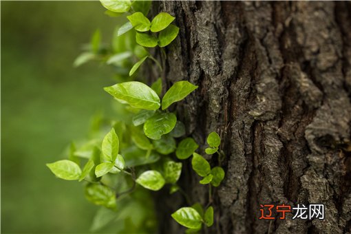 生肖从立春还是初一算?不按立春算属相吗?