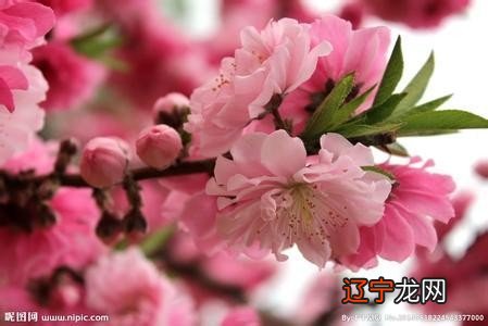 一下风水堂:命理看你属于哪类桃花