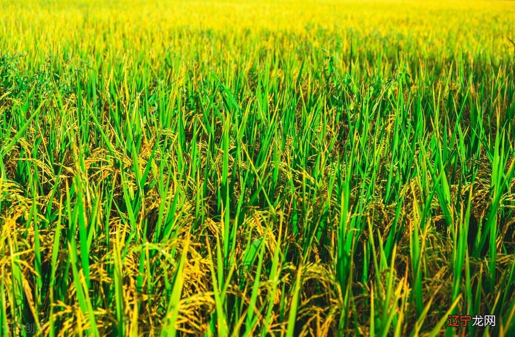 见别人去放水 《大湖守望者--鱼贯子》第二季第16集