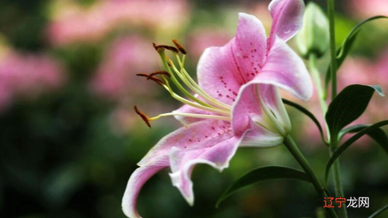 十二星座的性格特点,看看你有没有你!