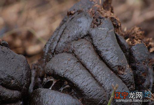 风水堂:梦见水里有屎什么意思