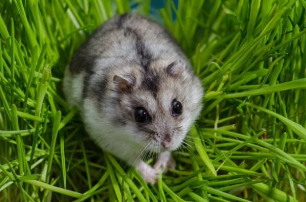 生肖龙鸿运当头,好运连连,进入到2022年后