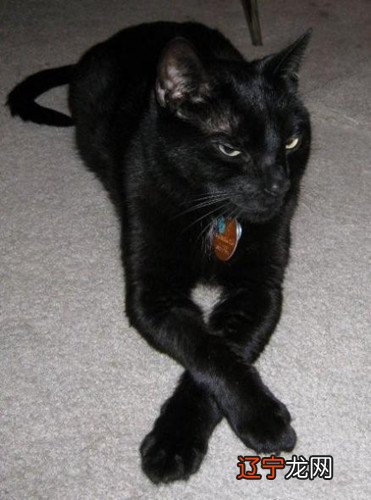 组图 世界各国有关黑猫的观点能有多吓人?