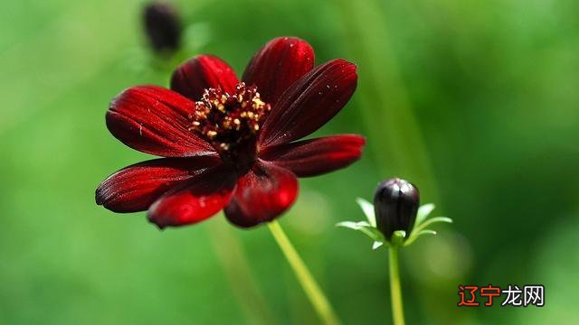 十二星座的性格各自代表什么颜色?你的专属颜色知道吗?