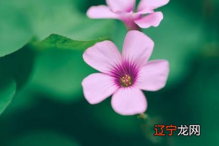 十二星座的性格各自代表什么颜色?你的专属颜色知道吗?