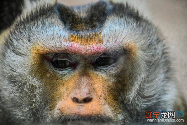 看吧68年属猴的人2022年11月3日运势提醒您